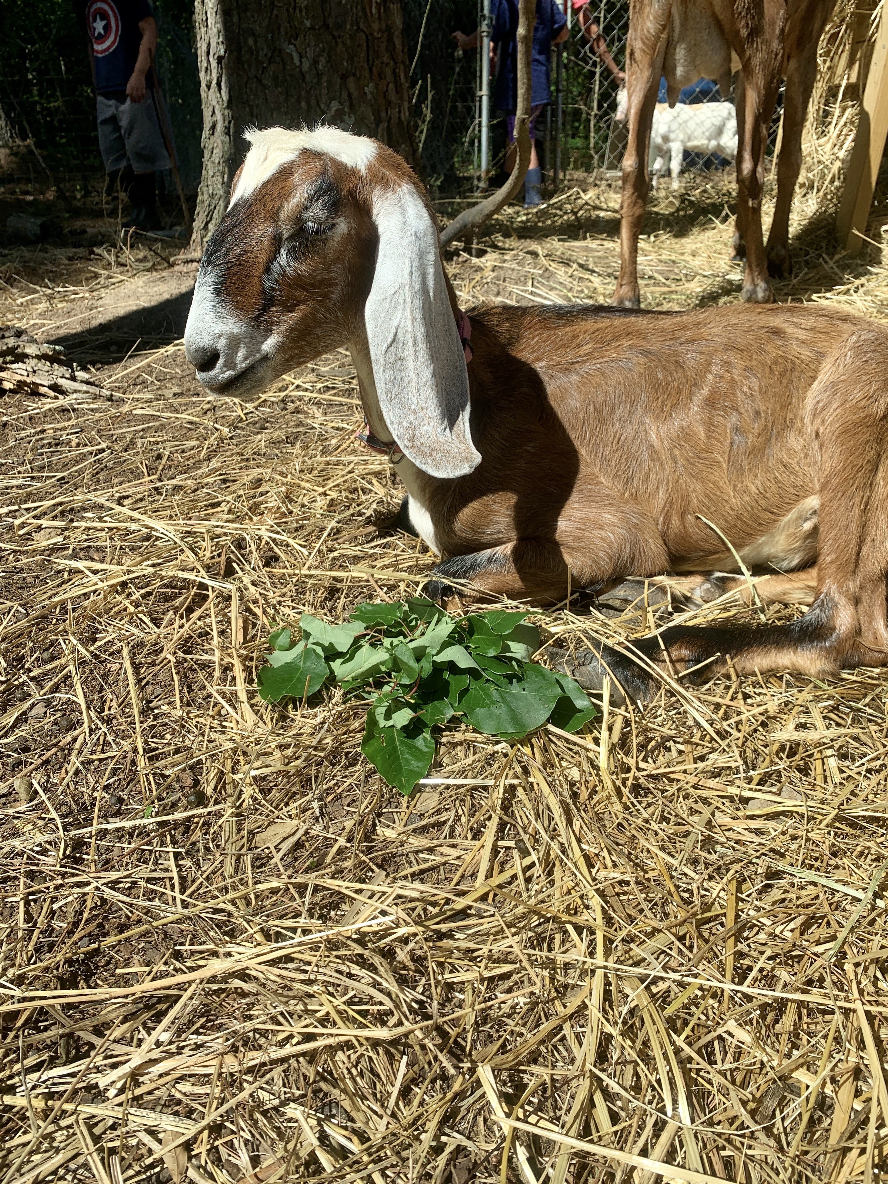 goats